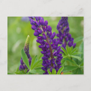 Carte Postale Canada, Nouveau-Brunswick, .