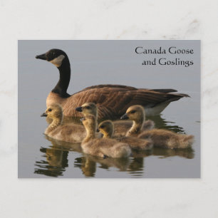 Carte Postale Canada Oies et oies Série faunique n° 17
