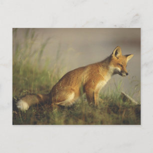 Carte Postale Canada, Québec. Petit renard rouge au lever du sol