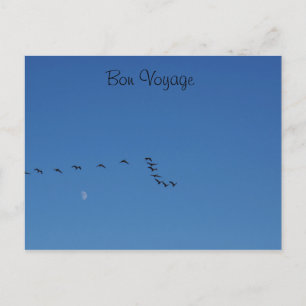 Carte Postale Canadian geese