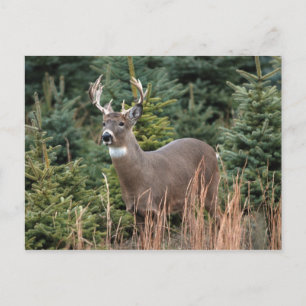Carte postale canadienne de cerfs de queue blanche