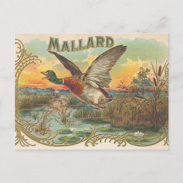 Carte Postale Canard (Devant)