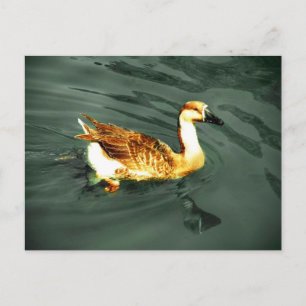 Carte Postale Canard