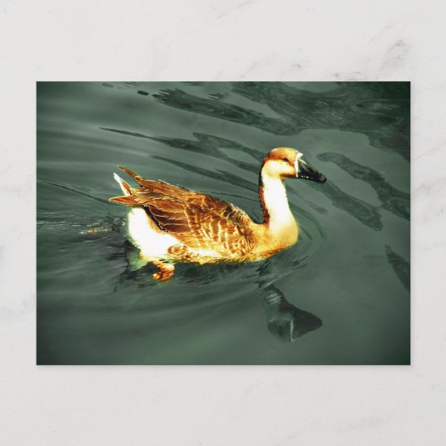 Carte Postale Canard (Devant)