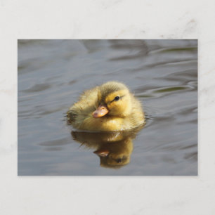 Carte Postale Canard
