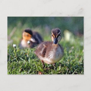 Carte Postale Canard