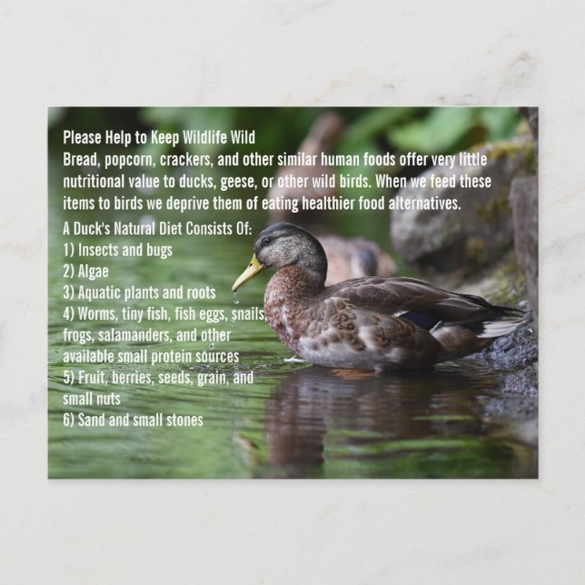 Carte Postale Canard (Devant)