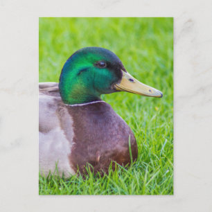 Carte Postale Canard