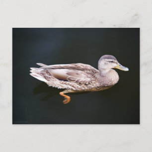 Carte Postale Canard 907b