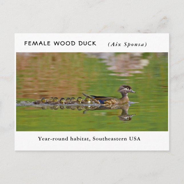 Carte Postale "Canard à bois féminin" (avec enfants) (Devant)