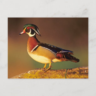 Carte Postale Canard à bois mâle, Illinois