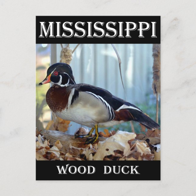 Carte Postale Canard à bois (Mississippi) (Devant)