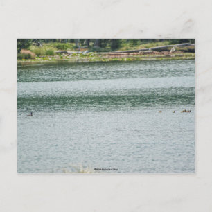 Carte Postale Canard à col rond