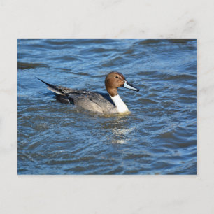 Carte Postale Canard à intail