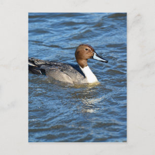 Carte Postale Canard à intail