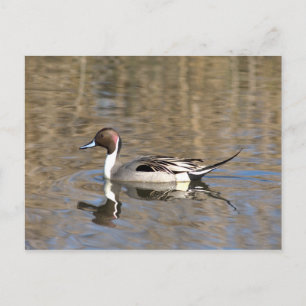 Carte Postale Canard À Pintail Nage Dans Un Étang