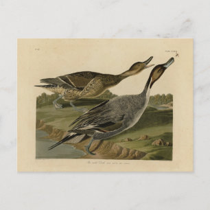 Carte Postale Canard à queue épaisse - Audubon's Birds of Americ