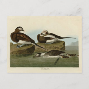 Carte Postale Canard à queue longue - d'Audubon's Birds of Ameri