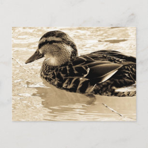 Carte Postale Canard à Sepia