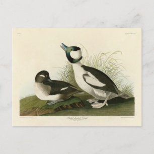 Carte Postale Canard à tête de buffle des oiseaux d'Amérique d'A