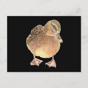 Carte Postale Canard, Animal De Ferme, Animaux