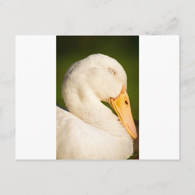 Carte Postale Canard blanc endormi (Devant)