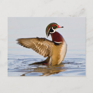 Carte Postale Canard branchu mâle battant des ailes en zone humi