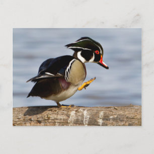 Carte Postale Canard branchu sur une bûche dans une zone humide