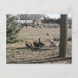 Carte Postale Canard Canard Goose