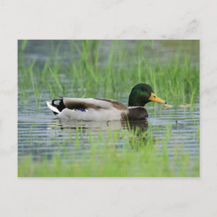 Carte Postale Canard colvert dans un étang