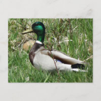 Canard colvert mâle tête verte dans l'herbe