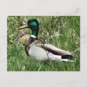 Carte Postale Canard colvert mâle tête verte dans l'herbe