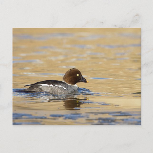 Carte Postale Canard commun de Goldeneye (Devant)