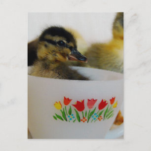 Carte Postale Canard dans une Tea up 2