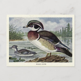 Carte Postale canard de bois