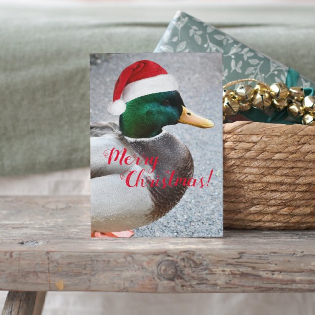 Carte Postale Canard de Mallard portant rouge Noël Noël (In Situ)