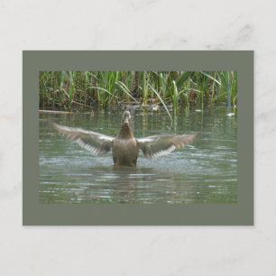Carte Postale Canard de propagation des ailes do-it-yourself car