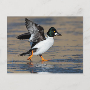 Carte Postale Canard d'oeil d'or mâle battant sur la glace