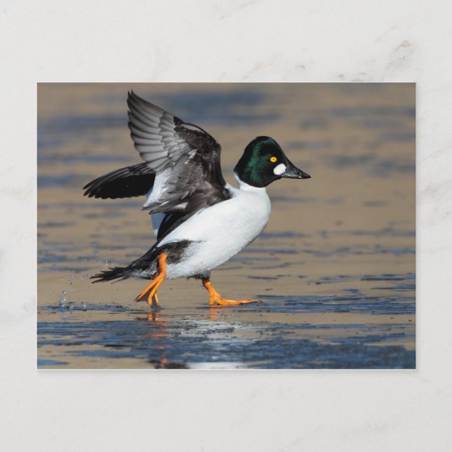 Carte Postale Canard d'oeil d'or mâle battant sur la glace (Devant)