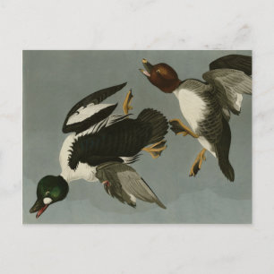 Carte Postale Canard doré - photo d'Audubon's Birds of America