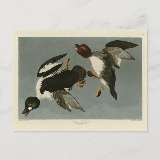 Carte Postale Canard doré - photo d'Audubon's Birds of America (Devant)