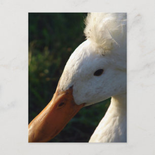 Carte Postale Canard en cage