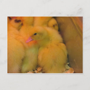 Carte Postale Canard éveillé