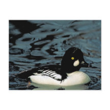 Canard goldeneye