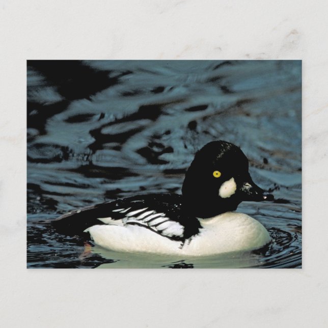 Carte Postale Canard goldeneye (Devant)
