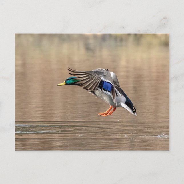 Carte Postale Canard Mallard en vol (Devant)