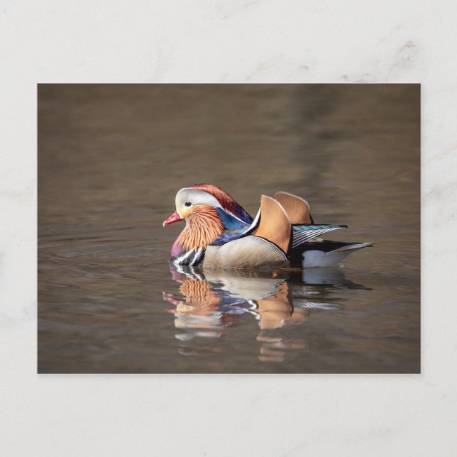 Carte Postale Canard mandarin (Devant)