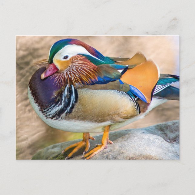 Carte Postale Canard mandarin avec de belles plumes (Devant)