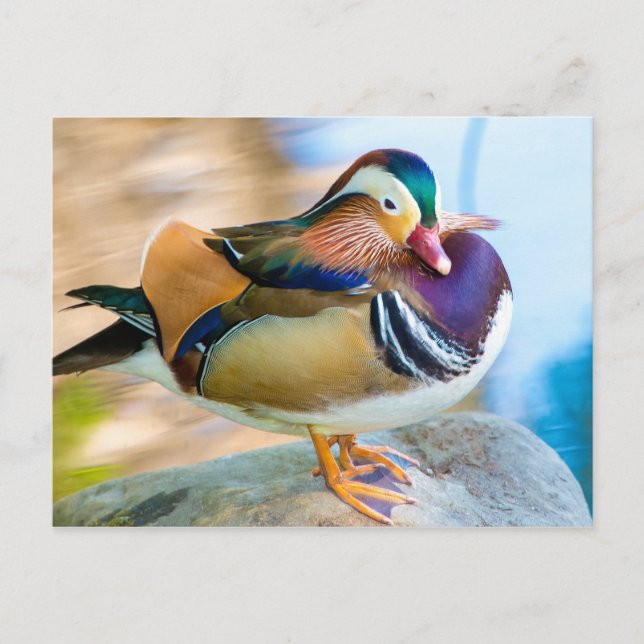 Carte Postale Canard mandarin debout à l'eau (Devant)