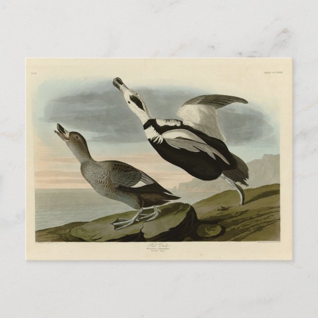 Carte Postale Canard mouché (Canard du Labrador) Audubon Birds o (Devant)